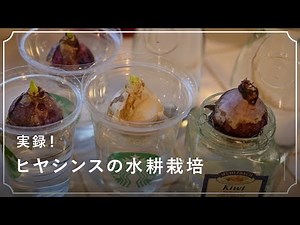 実録！ ヒヤシンスの水耕栽培