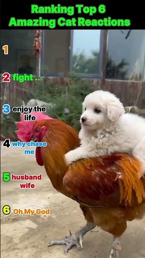 Top 6 Amazing Cats Reactions | Funny & Cute Cat Moments 2025 #catlovers #catcompilation #cat #short