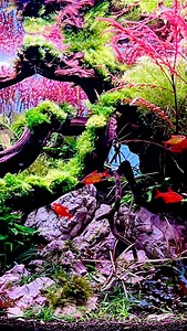 20 reactions · 4 comments | Hyphessobrycon sp. Muzel (Red Cherry Tetra) have to be the reddest freshwater fish in existence. They stay this bright too. The females are more of an orange red, but the males are fire red. They're fun to watch too. They patrol this Oase ScaperLine 90 to no end. They school up tight when they feel threatend too, making them a great fish for a larger Aquascape imo.  | Chantz Cramer | Facebook