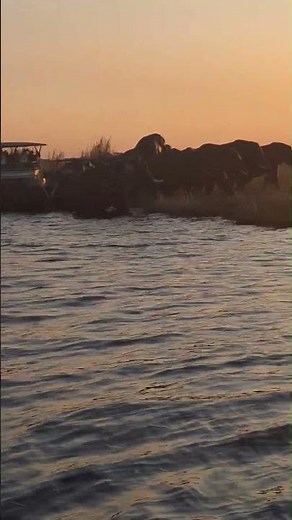 Elephants Swimming Across the Chobe River at Sunset #BestViewEver