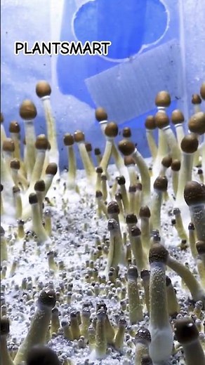 Mushroom Magic: DIY Cultivation of Edible Fungi at Home