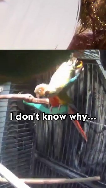 What Are My Birds Doing? Hilarious Meme Compilation