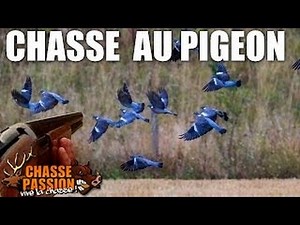 Chasse aux pigeons - Une grosse journée !!