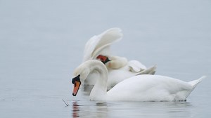 Premium stock video - Wild mute swan eating grass underwater closeup in overcast day