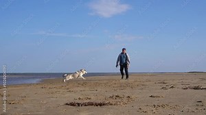 male husky plays by the sea, runs around his master on the sand. walking with the dog .