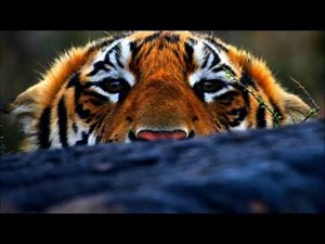 EL nombre de Jehova sera declarado por toda la tierra