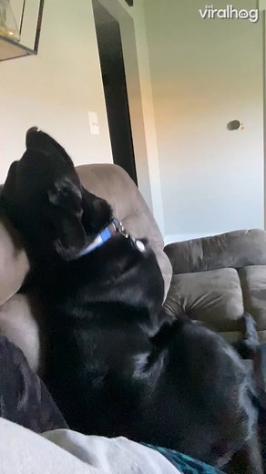 Dog throws a temper tantrum because he can't go on a car ride 🐶😤🤣 #ViralHog #Dogs #FeelGood #Humor | ViralHog