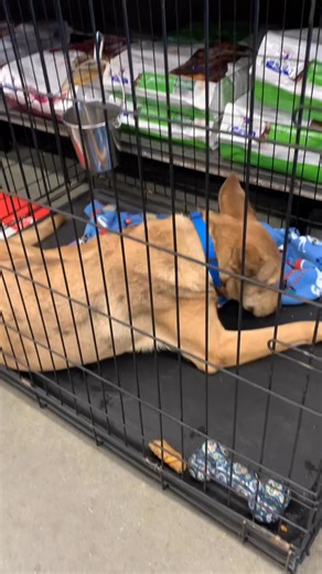 Petco adoption event today, started out with 5, came back with 4, Lottie adopted,all got lots of attention. ♥️ | Seagoville Animal Shelter