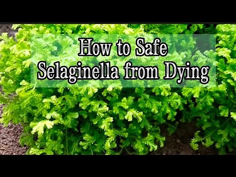 How to Keep My Selaginella Plant Alive & Thriving without Fussy & Worry - Part 1