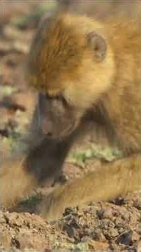 Wild world | Leopard hunts baboons.