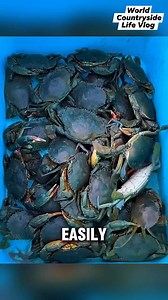 CLEVER CRAB TRAPS EXPLAINED! #worldcountrysidelifevlog #rurallife #countrylife #coastallife #fishing #crab #fbreels #StarsEverywhere DISCLAIMER NO COPYRIGHT INFRINGEMENT INTENDED. | World Countryside Life Vlog