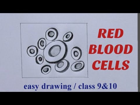How to draw red blood cells easily / x science practical diagram / erythrocytes diagram