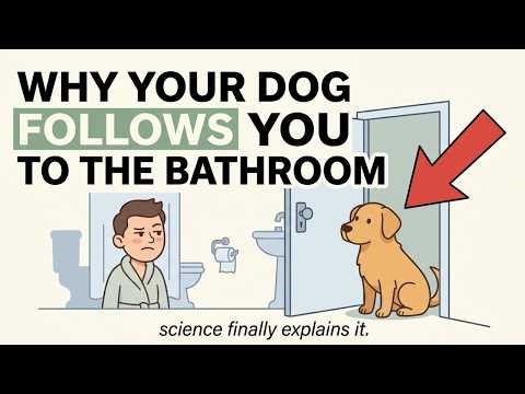 Why Your Dog Follows You to the Bathroom (Science Finally Explains It)