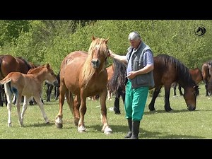 -Vukovi ponovo napali krdo konja Perice Markovića na Pljevskim podovima -