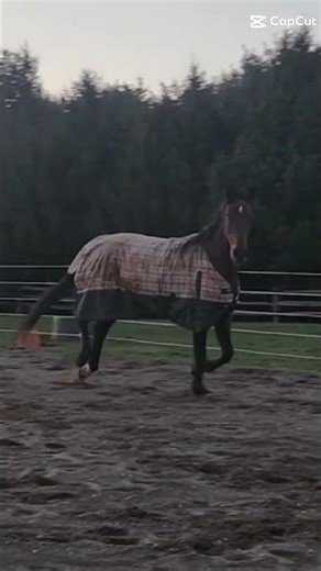 Cross cantering 🫩✌️