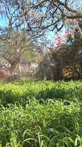 32K views · 1.1K reactions | A flower for you This overgrown yard...