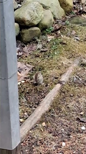 Chipmunk clean before light speed activated