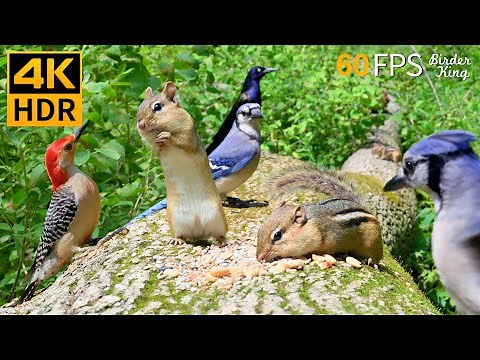 Cat TV for Cats to Watch 😺 Funny Chipmunks Birds Squirrels 🐿 8 Hours 4K HDR 60FPS