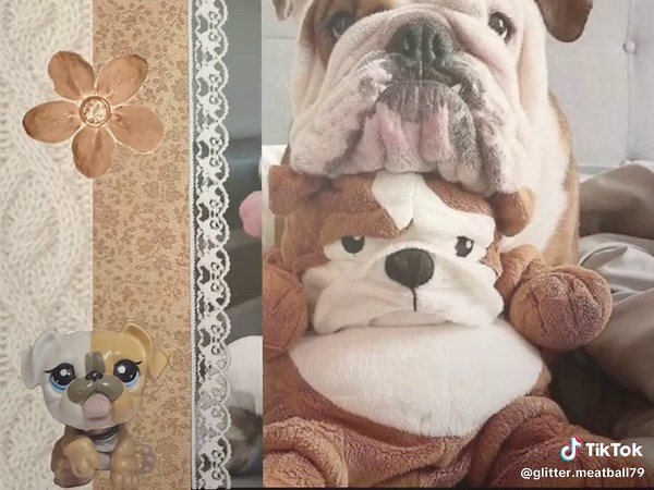 Creative English Bulldog Video Edit Showcase