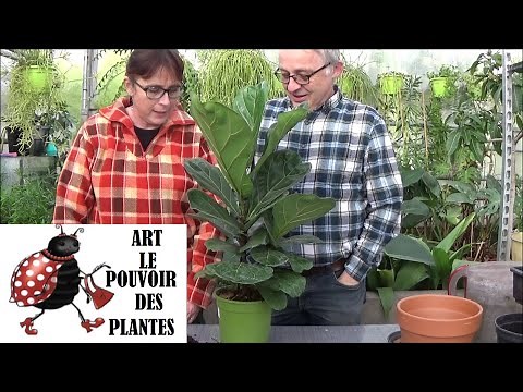 Gardening: Ficus lyrata: Care and watering: Houseplant
