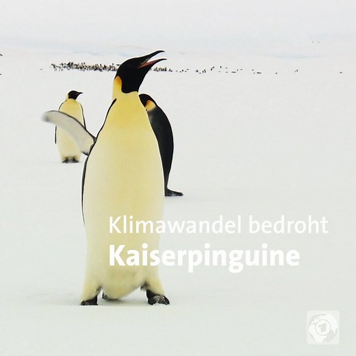 Mehr als 20.000 Kaiserpinguine ziehen auf dem zugefrorenen Meer der Antarktis ihre Jungen auf. Doch mit der Erderwärmung könnte der Lebensraum der Tiere bald verschwinden. | tagesschau