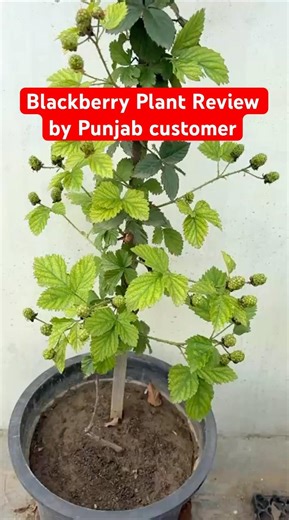 Blackberry Plant Review by Punjab customer #blackberry #plants #review #customer #punjab #fruit