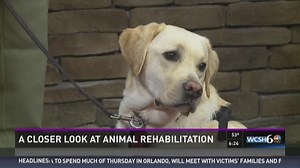 A closer look at animal rehabilitation