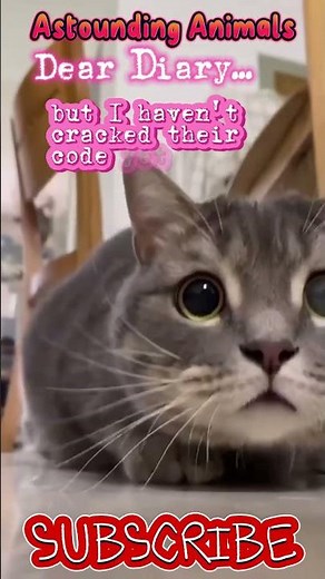 😹 FUNNY CAT DIARY: Do they think I have the memory of a goldfish? 🐾 Feline Humor 💕Astounding Animals