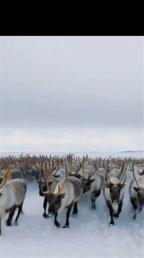 would you stay or run? #wildlife #raindeer #blizzard #snow #running