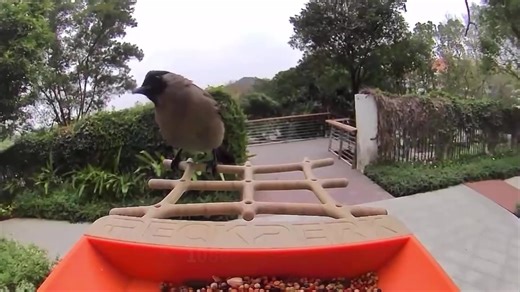 Your backyard’s about to get smarter and so will your bird-watching. | PeckPerk