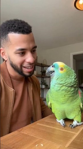¡El LORO que TE HUMILLA! 🤣 Su respuesta al dueño te dejará en shock.
