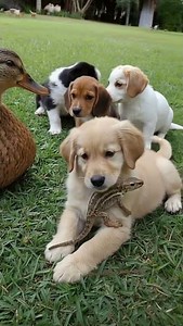 When a Tiny Lizard Jumps… and the Puppy Does THIS! 🦎🐶