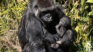 Spring is *officially* here, and you know that means: Babies! While the Zoo is temporarily closed, we promise to keep the cuteness coming with baby photos and videos, so you don't miss a thing. Ever wondered why zoo babies are such a big deal (beyond their cuteness, of course)? Like modern-day Noah’s arks, zoos like ours breed animals as a hedge against extinction in the wild. In collaboration with other institutions accredited by The Association of Zoos and Aquariums, the L.A. Zoo ensures that 