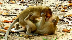 13 reactions | Can't get up cos trying stick it on the ground like this . | Monkey Wildlife | Facebook