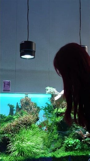 MagTool Root Tabs Review: Stronger Roots, Healthier Plants! 🌱 Complete Nutrition for Planted Tanks