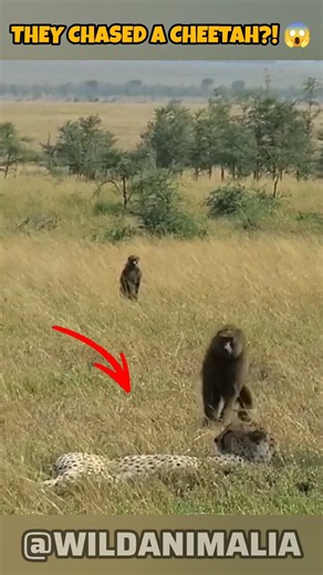 Baboons Chase Off a Cheetah! 😱 The Hunter Becomes the Hunted #Wildlife #shorts