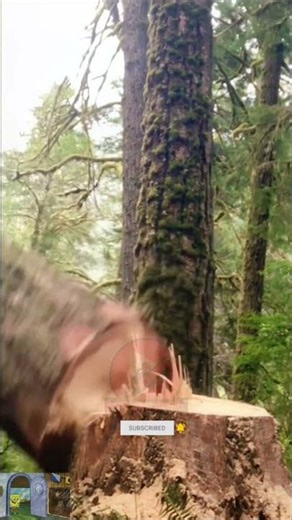 Smart Tree Cutting with Safe & Precise Techniques