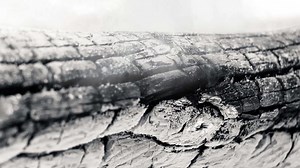 cinemagraph de fumaça emitida de uma tora queimada