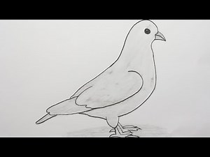 how to draw a pigeon!! pigeon drawing easy step by step