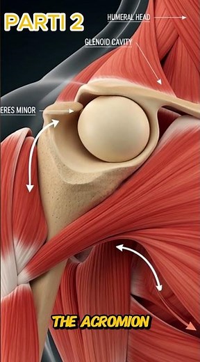 The Key Landmarks of the Scapula