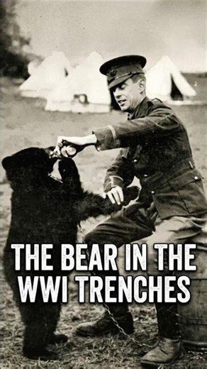 The Forgotten Bear Mascot of WWI: Meet Peggy the Canadian Black Bear 🇨🇦🐻 #history #shorts