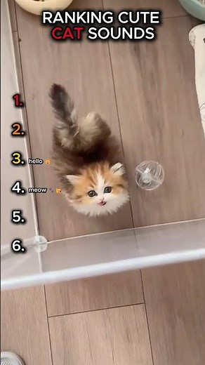 Ranking the Cutest Cat Sounds Ever 😻 #shorts