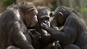 Gombe Chimpanzee War: A 4-Year Power Struggle In The Forests Of Tanzania