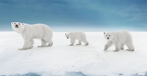 What We Do | Polar Bears International