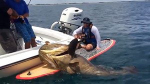 Watch 7-foot grouper knock fisherman off paddleboard