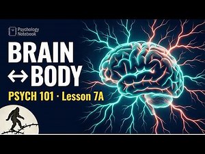 The Peripheral Nervous System Explained | How Your Brain Connects to Your Body