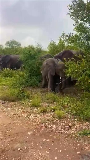 Unbelievable!!! This looked to be an elephant bull in musth... such aggression, knocking the juvenile down harshly is rare among the females🐘💥🐘. You can see how mothers, nannies, grandmas, aunts, and sisters came to empathise. #Elephant #Elephant #elephantlove #elephantlovers #elephantsafari #saveelephants #wildlife #africansafari #elephantconservation #wildlifeconservation #endangeredspecies #stoppoaching #responsibletourism | Wildfriends Africa