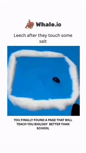 BIOLOGY | MEDICAL | HEALTH on Instagram: "When a leech comes into contact with a small amount of salt, it undergoes rapid dehydration and dies due to a process called osmosis. The salt creates a hypertonic environment outside the leech’s body, causing water to rapidly move from the inside of the leech to the outside in an attempt to dilute the salt. This extreme water loss causes the leech’s cells to collapse, shrivel, and die from severe dehydration. The science behind it Osmosis: Salt acts as 
