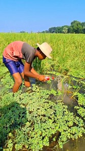 21K views · 138 reactions | Primitive bottle fishing in paddy field. #fishing #viralfishing #catfish #viralvideoシ #viralreelsシ #reelsfypシ #viral #reels | River Fishing BD | Facebook
