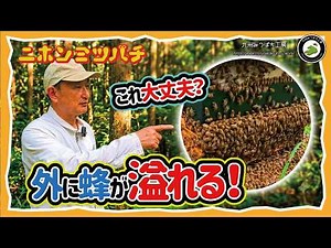 [How Colonies Change in July] Japanese Honey Bee Beekeeping How to Beekeeping